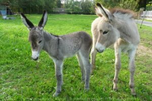 deux ânesses dans un champ