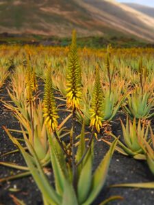 champ d'aloe vera