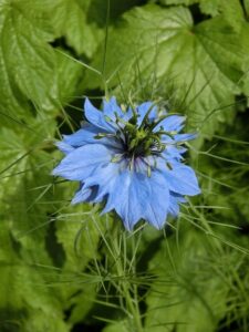 fleur de nigelle pour Gel ALoe Peau Irritable
