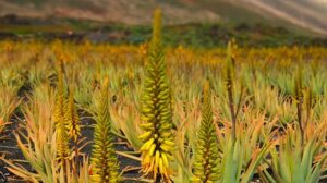 champ d'aloe vera