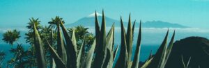paysage aloe vera