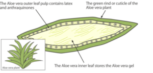 dessin feuille d'Aloe Vera coupée
