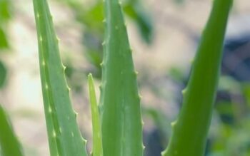 plant d'aloe vera