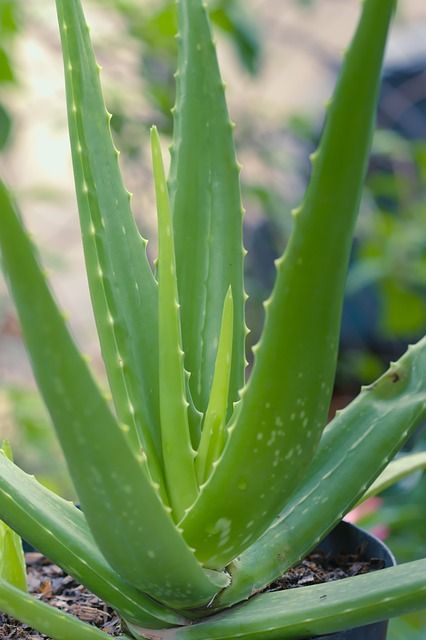 plant d'Aloe Vera