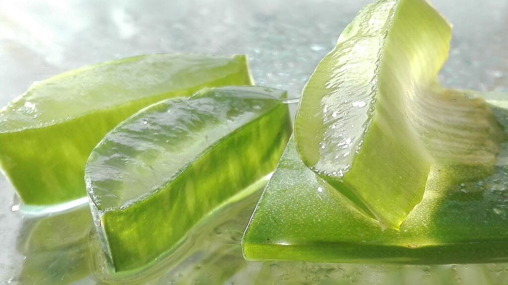 gel aloe vera frais