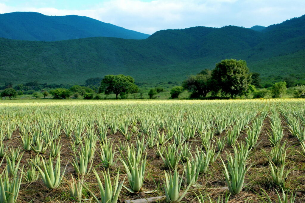 Champ d'aloe vera Jaumave Mexique