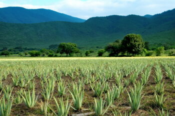 Champ d'aloe vera Jaumave Mexique