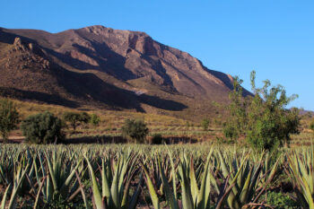champs d'aloe vera Murcia