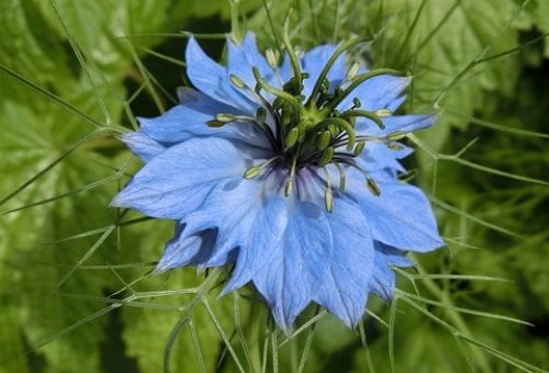 fleur de nigelle-min fleur de nigelle pour Gel ALoe Peau Irritable